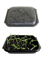 Salata (TEREYAĞ KIVIRCIK) Çimlendirme Kiti - 2