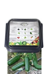 Salatalık(BEİTH ALPHA) Çimlendirme Kiti - 1