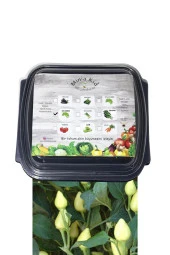 Süs Biberi (ACI) Çimlendirme Kiti - 1