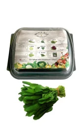 Pazı (zümrüt) Çimlendirme Kiti - 1