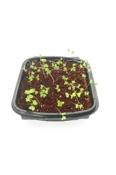 Patlıcan Çimlendirme Kiti - 2