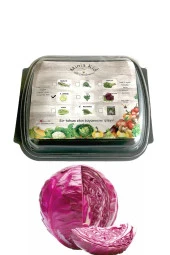 Kırmızı Lahana Çimlendirme Kiti - 1