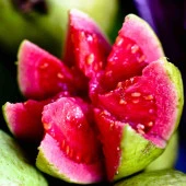 Saksıda Büyük Boy Guava Fidanı (Meyve verir durumda) - 1