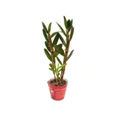 Çiçeksiz Dendrobium Orkide Fidesi - 1