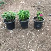 Bodur Begonvil Çiçeği thumbnail 4