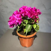 Bodur Begonvil Çiçeği thumbnail 1