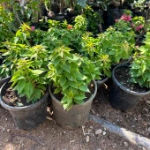 Bodur Begonvil Çiçeği thumbnail 3