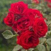 Tüplü ve Aşılı Kırmızı Gül Fidanı (Kök Yaşı 3) thumbnail 1