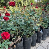 Tüplü ve Aşılı Kırmızı Gül Fidanı (Kök Yaşı 3) thumbnail 2