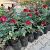 Tüplü ve Aşılı Kırmızı Gül Fidanı (Kök Yaşı 3) thumbnail 3