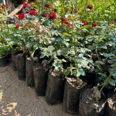 Tüplü ve Aşılı Kırmızı Gül Fidanı (Kök Yaşı 3) thumbnail 4