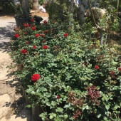 Tüplü ve Aşılı Kırmızı Gül Fidanı (Kökü 3 Yaş) thumbnail 2