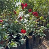 Tüplü ve Aşılı Kırmızı Gül Fidanı (Kökü 3 Yaş) thumbnail 5