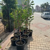 Meyve Verir Durumda 20 Lt Saksıda Carambola (Yıldız Meyvesi) Fidanı thumbnail 5