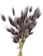 Nettenevime Kuru Çiçek Doğal GRİ LİLA Pamuk Otu 10gram 1. Kalite Şoklanmış Bozulmaz - 1