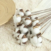 Nettenevime Doğal Pamuk Dalı Dekratif Kuru Çiçek  Yapay Çiçek 1 ADET Pamuk Topu thumbnail 2