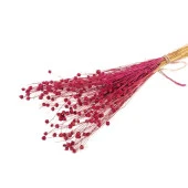 Nettenevime Kuru Çiçek Doğal Fuşya Luna 25gram Otu 1. Kalite Şoklanmış Bozulmaz thumbnail 1