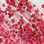 Nettenevime Kuru Çiçek Doğal Fuşya Luna 25gram Otu 1. Kalite Şoklanmış Bozulmaz thumbnail 3