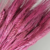 Nettenevime Kuru Çiçek Doğal Bordo Başak 35gram 1. Kalite Şoklanmış Bozulmaz thumbnail 3