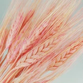 Nettenevime Kuru Çiçek Doğal Pembe Başak 35gram 1. Kalite Şoklanmış Bozulmaz - 3