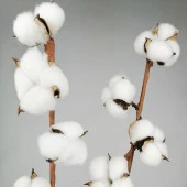 Nettenevime Doğal Pamuk Çiçeği 5Adet 5 li Kuru Çiçek 56cm Yapay Çiçek - 2