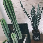 Nettenevime Şoklanmış Okaliptus Stabilize Kuru Çiçek Yeşil 50 Gram - 3