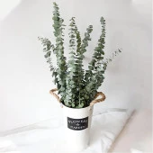 Nettenevime Şoklanmış Okaliptus Stabilize Kuru Çiçek Yeşil 50 Gram - 4