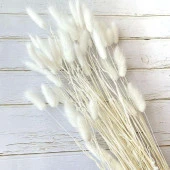 Nettenevime Kuru Çiçek Doğal Krem Natural Pamuk Otu 20gram 1. Kalite Şoklanmış Bozulmaz thumbnail 2