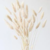 Nettenevime Kuru Çiçek Doğal Krem Natural Pamuk Otu 20gram 1. Kalite Şoklanmış Bozulmaz thumbnail 3