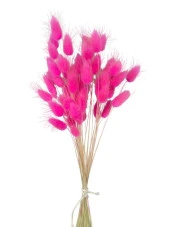 Nettenevime Kuru Çiçek Doğal ÇİNGENE PEMBE Pamuk Otu 10gram 1. Kalite Şoklanmış Bozulmaz thumbnail 3