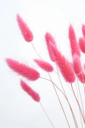 Nettenevime Kuru Çiçek Doğal ÇİNGENE PEMBE Pamuk Otu 10gram 1. Kalite Şoklanmış Bozulmaz thumbnail 5