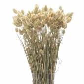 Nettenevime Kuru Çiçek Doğal Kuş Otu Ham Renk 40-50gram 1. Kalite Şoklanmış Bozulmaz - 1