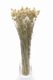 Nettenevime Kuru Çiçek Doğal Kuş Otu Ham Renk 40-50gram 1. Kalite Şoklanmış Bozulmaz - 3