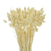 Nettenevime Kuru Çiçek Doğal Kuş Otu Krem Renk 40-50gram 1. Kalite Şoklanmış Bozulmaz - 1