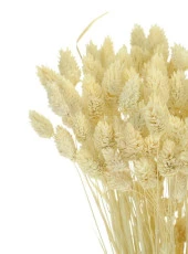 Nettenevime Kuru Çiçek Doğal Kuş Otu Krem Renk 40-50gram 1. Kalite Şoklanmış Bozulmaz - 3