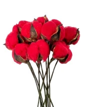 Nettenevime Doğal Pamuk Çiçeği Kırmızı 10 Adet Tekli Dal Kuru Çiçek 30 cm Yapay Çiçek thumbnail 1