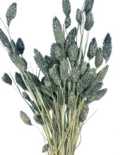 Nettenevime Kuru Çiçek Doğal Kuş Otu GRİ Renk 40-50gram 1. Kalite Şoklanmış Bozulmaz thumbnail 1