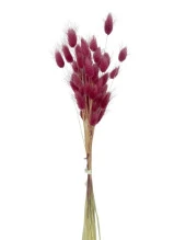 Nettenevime Kuru Çiçek Doğal BORDO AÇIK Pamuk Otu 10gram 1. Kalite Şoklanmış Bozulmaz thumbnail 2