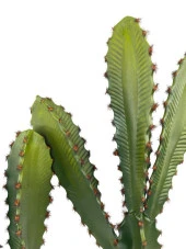 Nettenevime Yapay Çiçek Kaktüs Ağacı 60cm 3Köşeli 3Boy Set sk4020 thumbnail 6