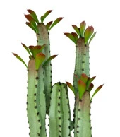 Nettenevime Yapay Çiçek Kaktüs Ağacı 4kollu Kızıl YapraklıSiyah Saksıda 70*22cm 4027 thumbnail 6