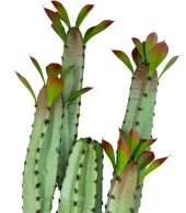 Nettenevime Yapay Çiçek Kaktüs Ağacı 4kollu Kızıl Yapraklı 70*22cm 4027 thumbnail 3