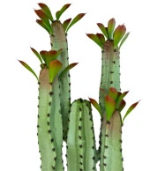 Nettenevime Yapay Çiçek Kaktüs Ağacı 4kollu Kızıl Yapraklı 70*22cm 4027 thumbnail 5