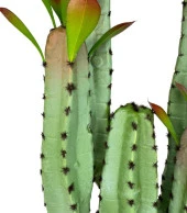 Nettenevime Yapay Çiçek Kaktüs Ağacı 4kollu Kızıl Yapraklı 70*22cm 4027 thumbnail 6