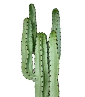 Nettenevime Yapay Çiçek Kaktüs Ağacı 4kollu 70*22cm 4026 thumbnail 4