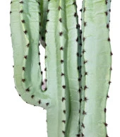 Nettenevime Yapay Çiçek Kaktüs Ağacı 4kollu 70*22cm 4026 thumbnail 5