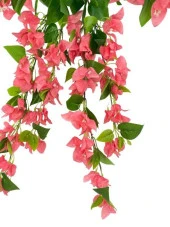 Nettenevime Yapay Çiçek Pembe Begonvil Çiçeği 8Dallı 70cm Sarkan Çiçek thumbnail 3