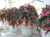 Nettenevime Yapay Çiçek Fuşya Begonvil Çiçeği 8Dallı 70cm Sarkan Çiçek thumbnail 7