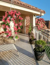 Nettenevime Yapay Çiçek Begonvil Pembe Sarkaç Askılı Saksıda Balkon Çiçeği Çiçek Sepeti thumbnail 2