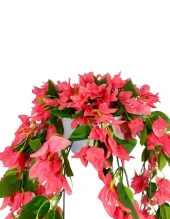 Nettenevime Yapay Çiçek Begonvil Pembe Sarkaç Askılı Saksıda Balkon Çiçeği Çiçek Sepeti thumbnail 5