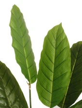 Nettenevime Yapay Ağaç Muz Ağacı Yapay Starliçe 120cm thumbnail 2